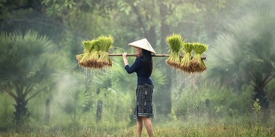 马来西亚热带雨林深处的劳作