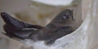 【燕窝是怎么来的】为什么不能过于频繁参观燕屋？是否对燕子有影响？