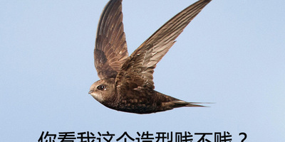 【燕窝怎么来的】聊聊燕窝及金丝燕生活起居的6个辣眼习惯