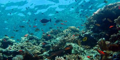 【马来西亚潜水】仙本那在哪里？自由行过去好玩吗？