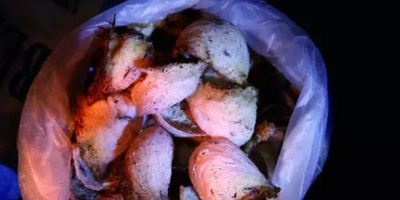 【燕窝小百科】什么是马来西亚洞燕窝？