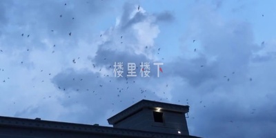 【燕屋天井】燕屋高度是否讲究？金丝燕飞进开口如何设计？