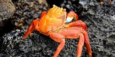 燕窝之外，怀孕能吃螃蟹吗？