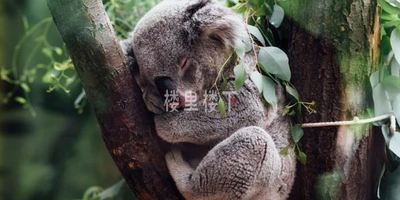 【怀孕嗜睡】怀孕了老是想要睡觉这正常吗？