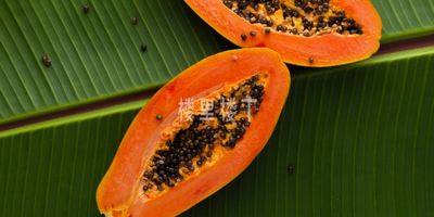 怀孕吃什么水果好？经常吃木瓜好不好的？