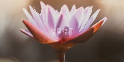 【怀孕饮食注意事项】怀孕莲藕可以吃吗？