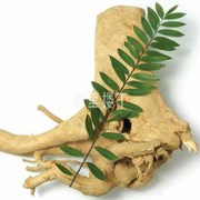 马来西亚东革阿里抗痛风和降尿酸方面是有缓慢效果的