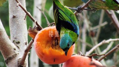 【孕期便秘】怀孕吃柿子会不会对便秘有改善？