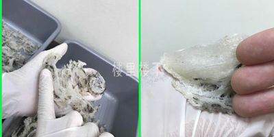 【毛燕知识】为什么有的毛燕看起来非常小才不到一个手指的高度就拿来卖呢？