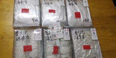 新型冠状病毒期间马来西亚燕窝批发也是在稳步有序中发出