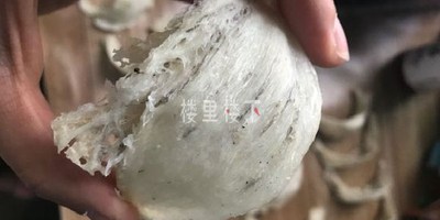 为什么我买的燕窝有很多小黑点？那都是些什么东西？