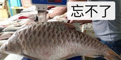 【特產(chǎn)】馬來西亞忘不了魚，他們都說很好吃