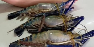 【特产】马来西亚红树林大虾，宴请还是相当有面子的