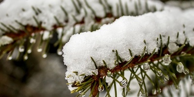 大冬天吃燕窝要怎么做