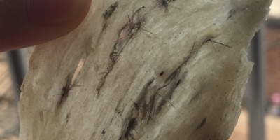 燕窝人的告白，做燕窝生意是个缘分