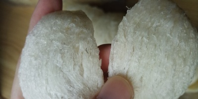 从鸟类筑巢谈起燕窝的珍贵性，珍惜哟！